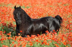 940873_640015456011970_540990837_n