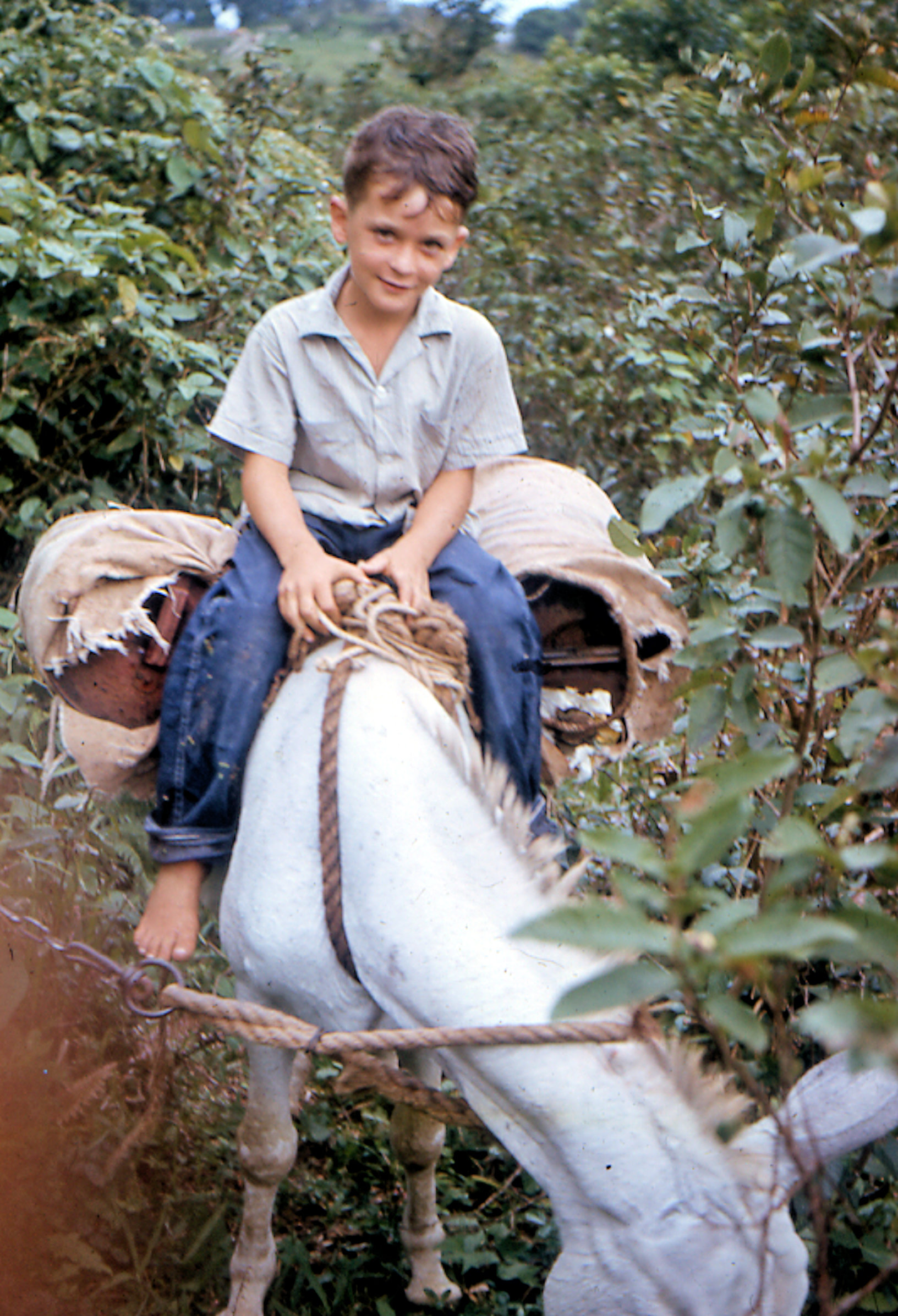 Bennett Johnson riding the donkeySeptember 1964